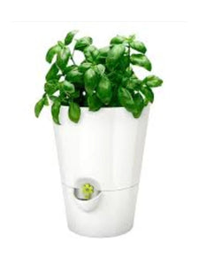 Fresh Herb Pot - Self-watering - white color