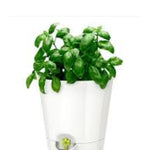 Load image into Gallery viewer, Fresh Herb Pot - Self-watering - white color
